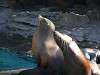 ueno_zoo_0406_mini.jpg
