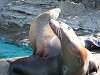 ueno_zoo_0408_mini.jpg