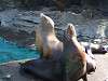 ueno_zoo_0410_mini.jpg