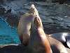ueno_zoo_0416_mini.jpg