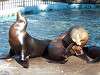 ueno_zoo_0439_mini.jpg