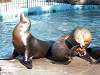 ueno_zoo_0440_mini.jpg