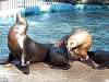 ueno_zoo_0442_mini.jpg