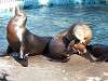 ueno_zoo_0445_mini.jpg