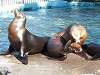 ueno_zoo_0446_mini.jpg
