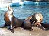 ueno_zoo_0447_mini.jpg