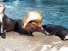ueno_zoo_0450_mini.jpg