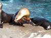 ueno_zoo_0452_mini.jpg