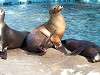 ueno_zoo_0455_mini.jpg