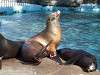ueno_zoo_0456_mini.jpg