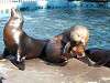 ueno_zoo_0468_mini.jpg