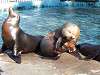 ueno_zoo_0469_mini.jpg