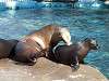 ueno_zoo_0472_mini.jpg