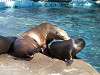 ueno_zoo_0473_mini.jpg