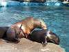 ueno_zoo_0474_mini.jpg