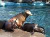 ueno_zoo_0475_mini.jpg