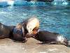ueno_zoo_0477_mini.jpg