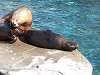 ueno_zoo_0480_mini.jpg