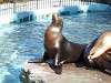 ueno_zoo_0486_mini.jpg