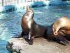 ueno_zoo_0487_mini.jpg