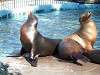 ueno_zoo_0488_mini.jpg