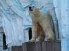ueno_zoo_0503_mini.jpg
