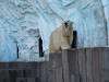 ueno_zoo_0507_mini.jpg