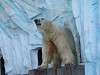 ueno_zoo_0513_mini.jpg