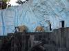 ueno_zoo_0516_mini.jpg