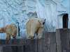 ueno_zoo_0518_mini.jpg