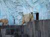 ueno_zoo_0523_mini.jpg
