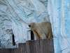 ueno_zoo_0526_mini.jpg