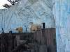 ueno_zoo_0530_mini.jpg