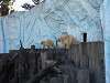 ueno_zoo_0535_mini.jpg
