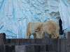 ueno_zoo_0538_mini.jpg
