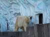 ueno_zoo_0539_mini.jpg
