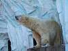 ueno_zoo_0543_mini.jpg