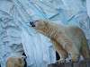 ueno_zoo_0544_mini.jpg