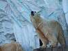ueno_zoo_0547_mini.jpg