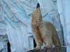 ueno_zoo_0548_mini.jpg
