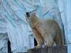 ueno_zoo_0549_mini.jpg