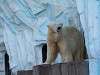 ueno_zoo_0550_mini.jpg
