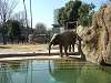 ueno_zoo_0552_mini.jpg