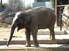 ueno_zoo_0554_mini.jpg