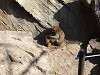 ueno_zoo_0556_mini.jpg