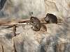 ueno_zoo_0562_mini.jpg