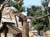 ueno_zoo_0565_mini.jpg