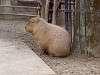 ueno_zoo_0575_mini.jpg