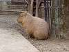 ueno_zoo_0576_mini.jpg