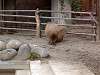ueno_zoo_0578_mini.jpg